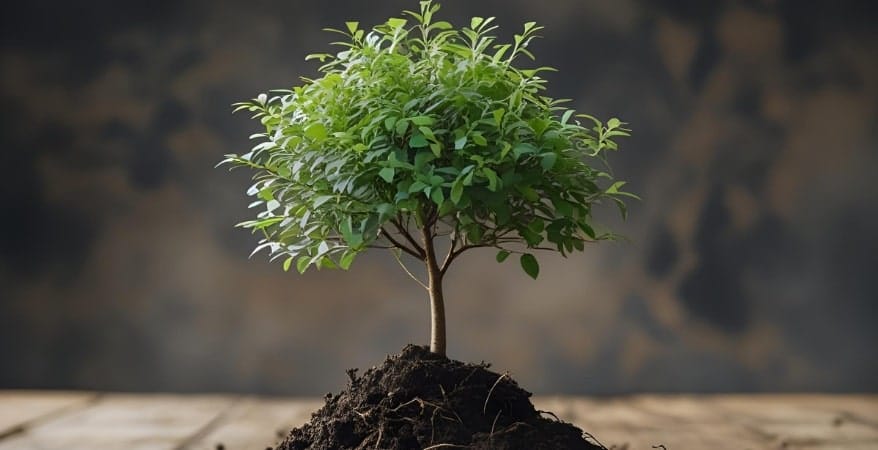 A small seedling growing into a strong, mature tree, representing long-term growth and vesting.